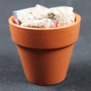 magic plant の画像