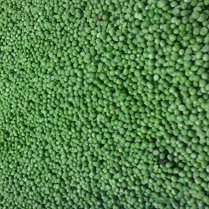 Picture of Frozen Green Peas