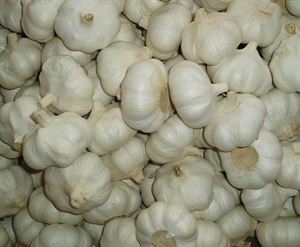 Fresh Garlic の画像